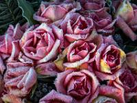 Raureif auf Rosengesteck